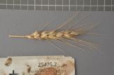 Click for 1 image(s) for this accession. Spike